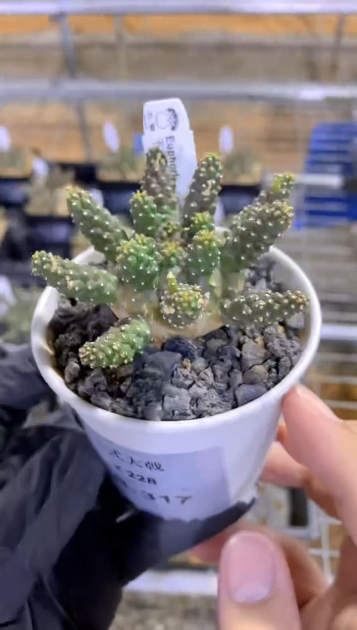 【闪购商品】干式大戟FB-317