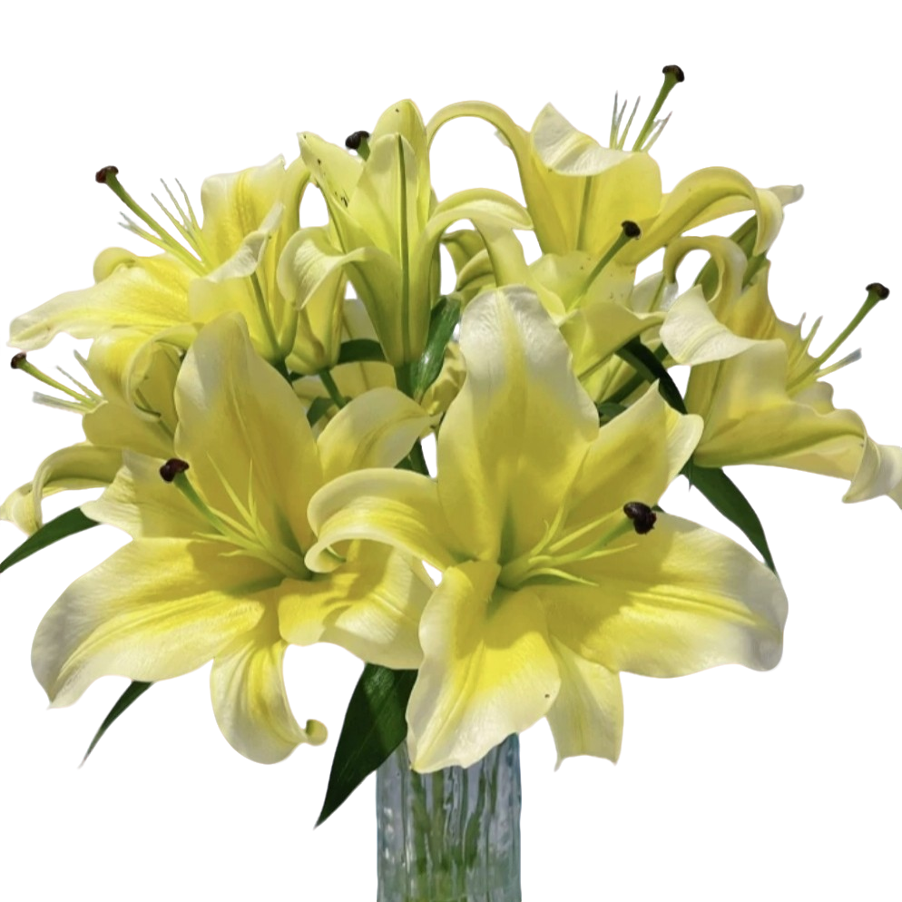 黄天霸鲜切花黄天霸香水鲜花百合花云南昆明基地云南昆明鲜花直发