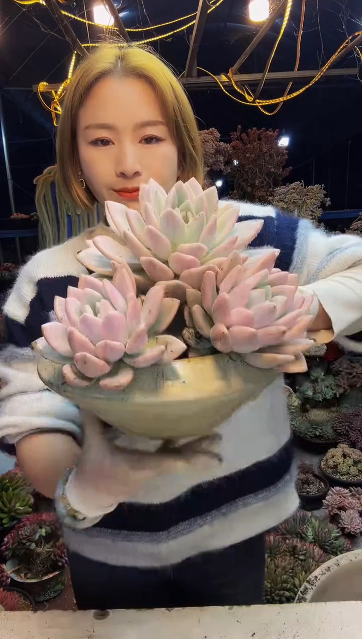 奥普粉锦3头脱土包邮