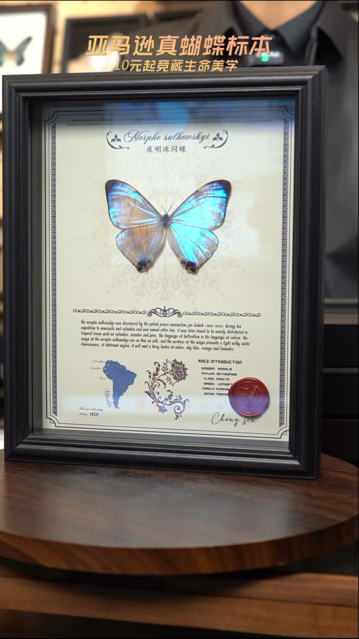蝴蝶标本摆件竞拍夜明珠闪蝶h186