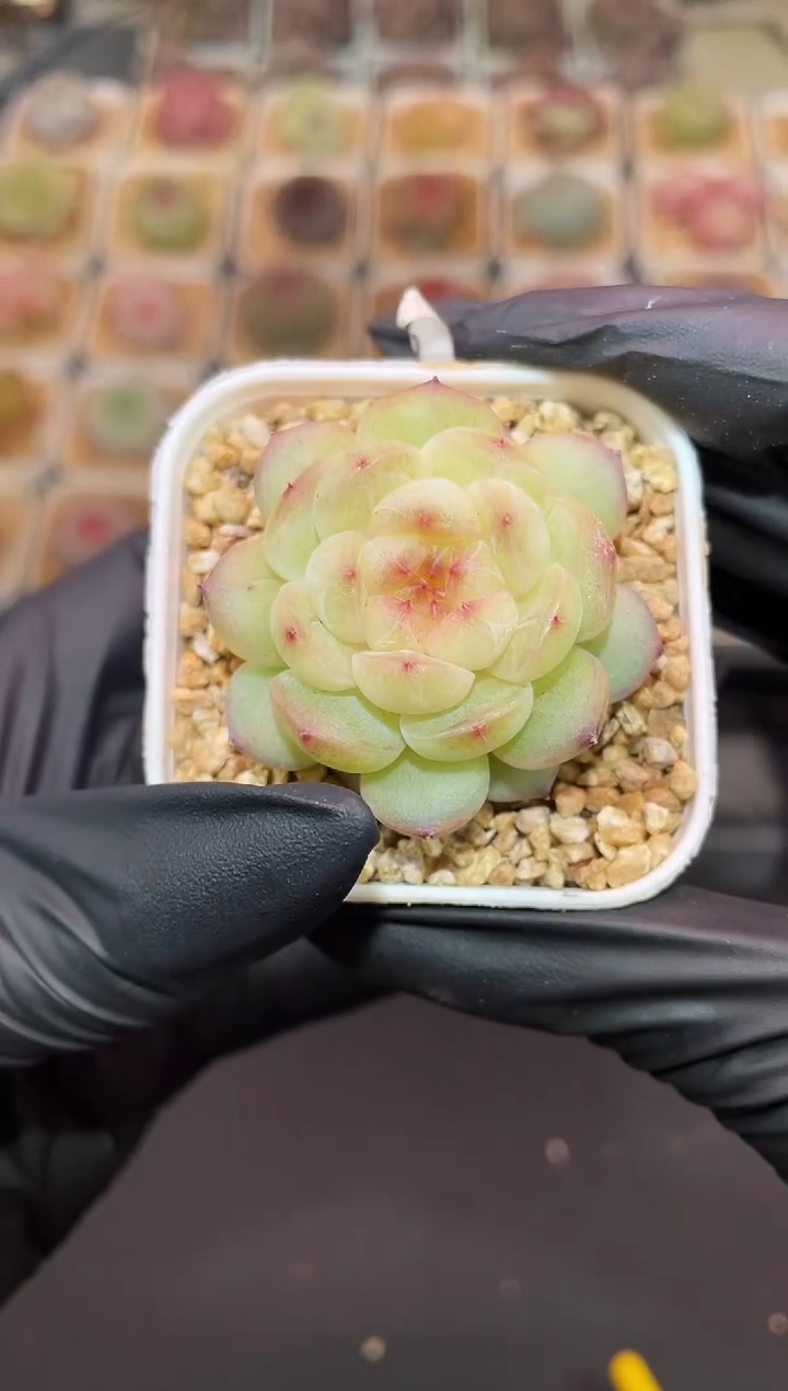 闪购845 甜豆多肉一颗  3.5-4厘米