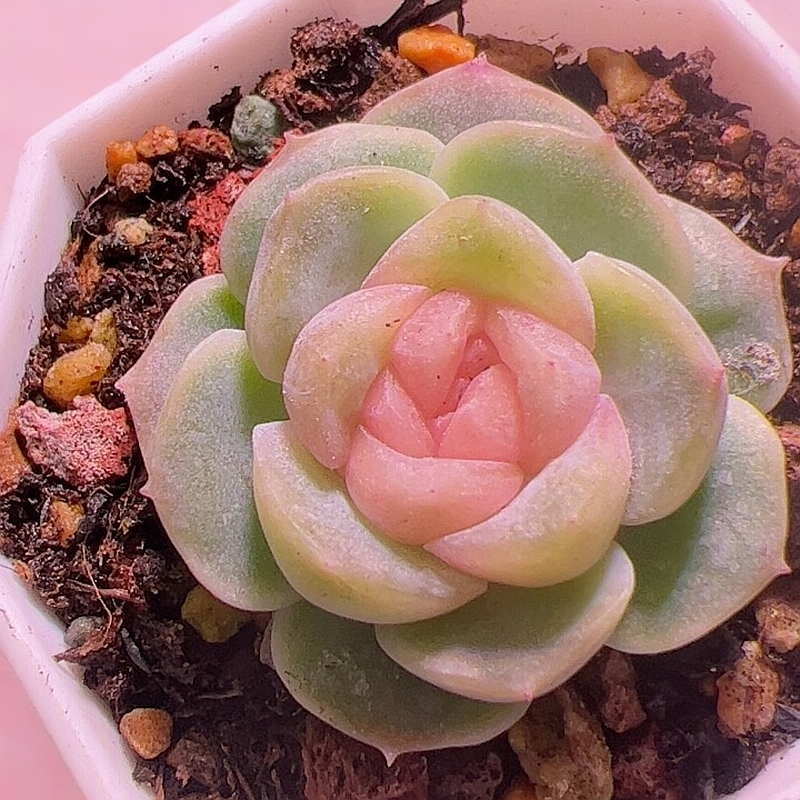 良辰多肉巫拉拉溏心定繁多肉植物