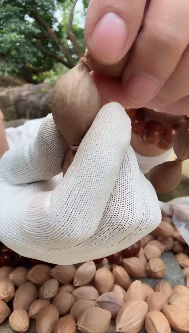 【闪购商品】橄榄核手串2131福利款梅林铁核原生态素串599