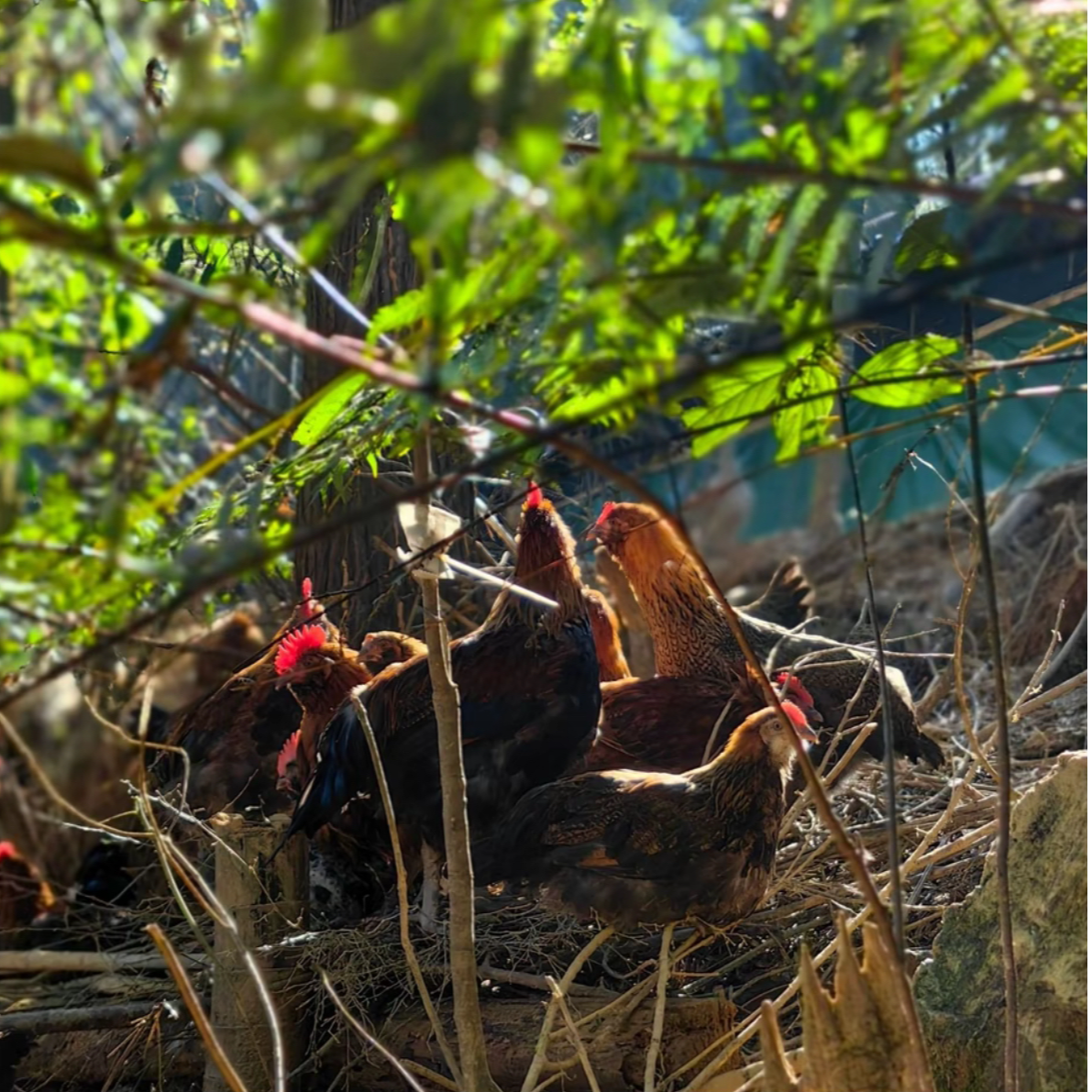 凤鸡~童子鸡~健康美丽~毛色独特~京东包邮~