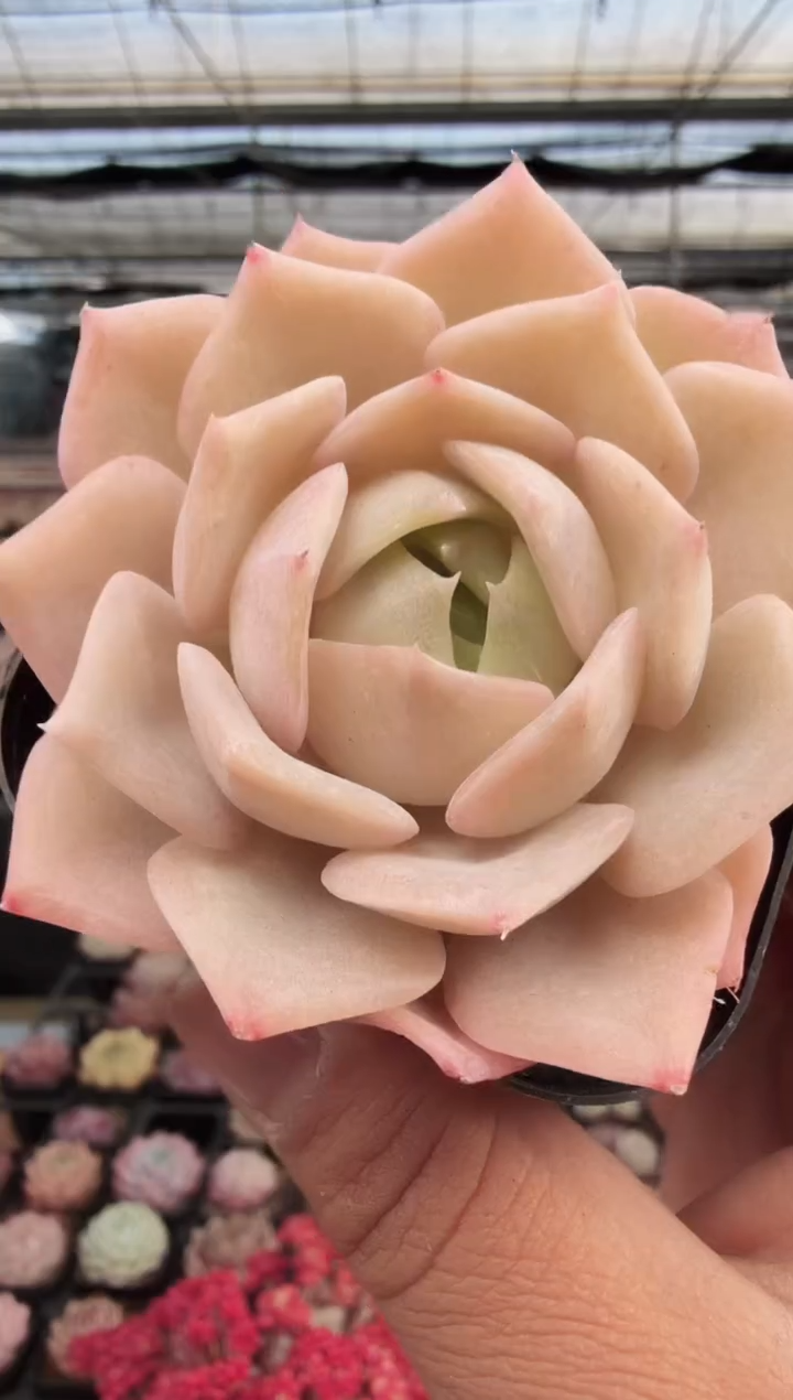 东云多肉园新款-235