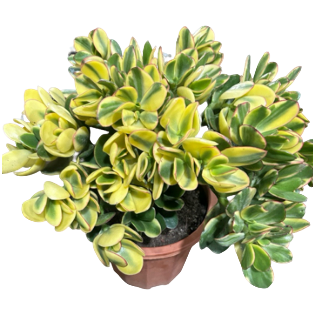 （黄金花月锦）整桩老桩飘枝妖装法师缀化单头捧花整群盆栽盆景多