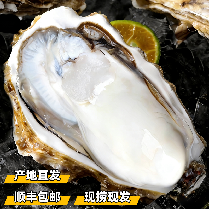 【正宗乳山生蚝】五斤/八斤免洗生蚝水产新鲜牡蛎清蒸烧烤刺身