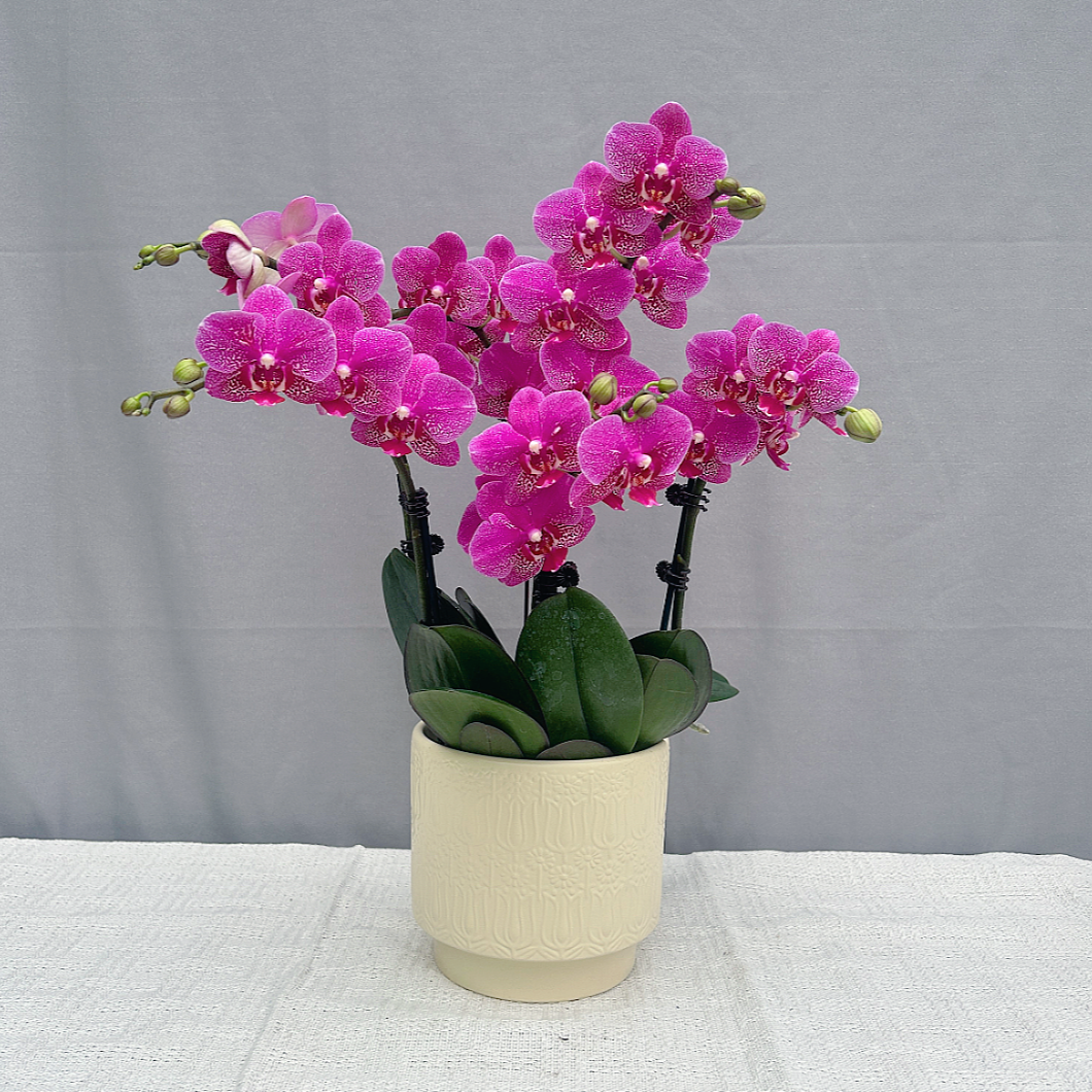 花满屋【红粉佳人-蝴蝶兰】 大花 紫红色系鲜花  送人送礼年宵花