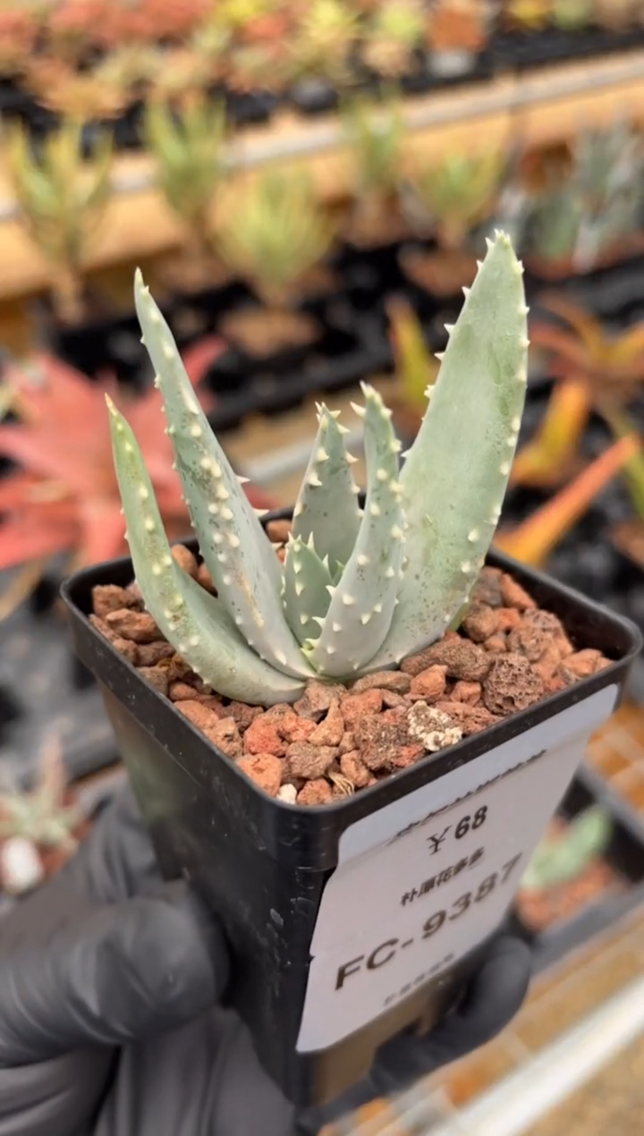 皮尔兰斯芦荟FC-9387