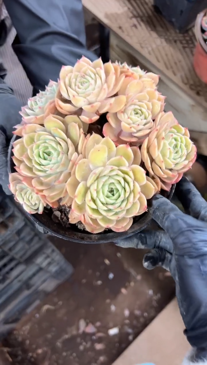 与***漫多肉植物一物一拍09382