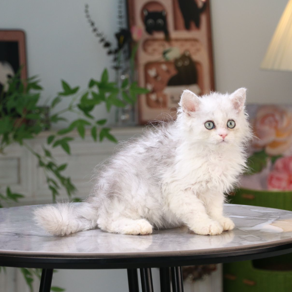 赛尔凯克卷毛猫活体猫咪银三花妹妹