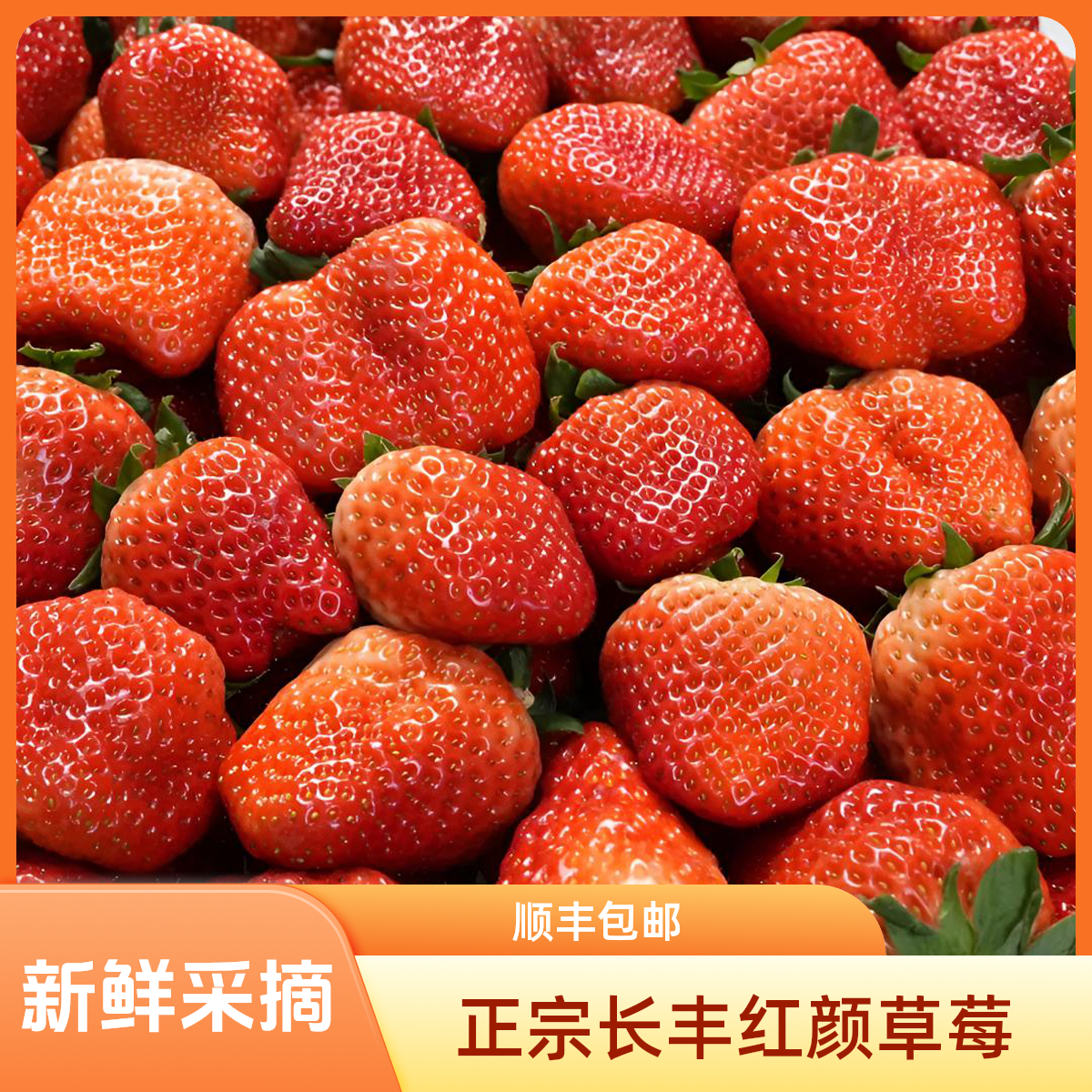 长丰草莓99红颜奶油新鲜水果九九草莓现摘大果