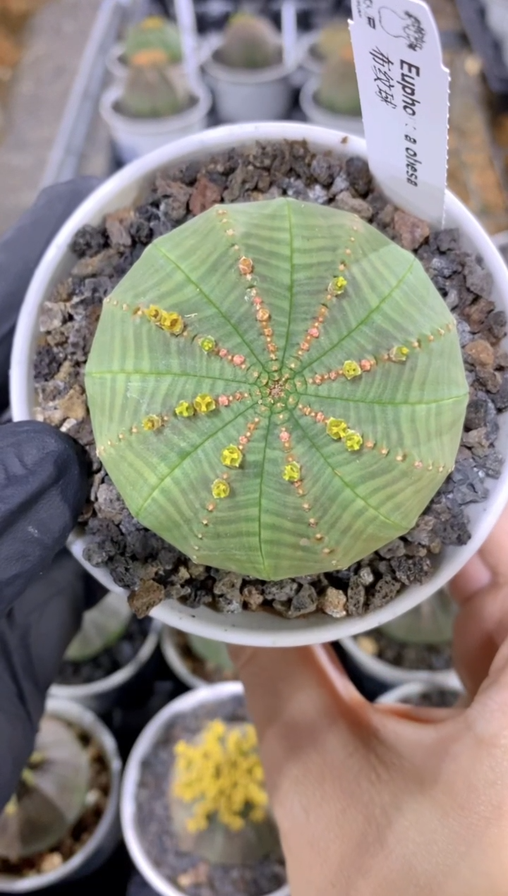 【闪购商品】布纹球FB-15