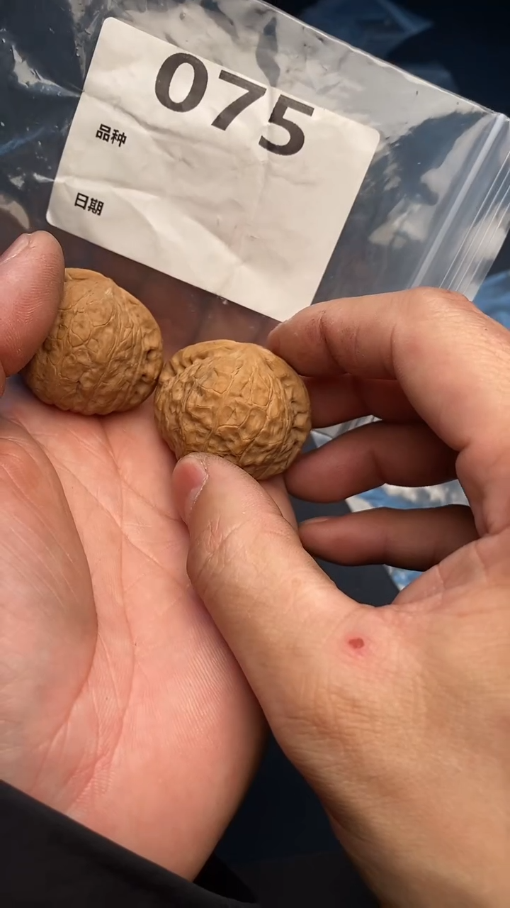 【闪购商品】文玩核桃吊坠075号40尺寸全品南瓜