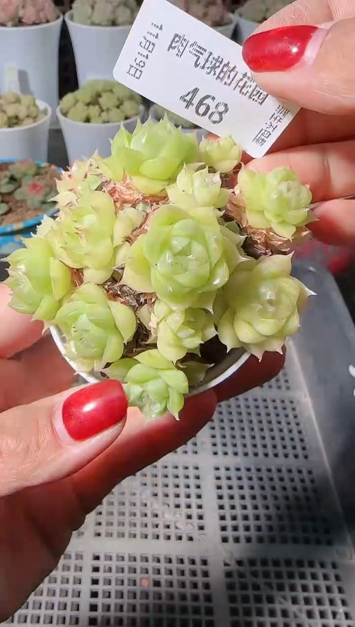 1119-468麦秆群生不包整