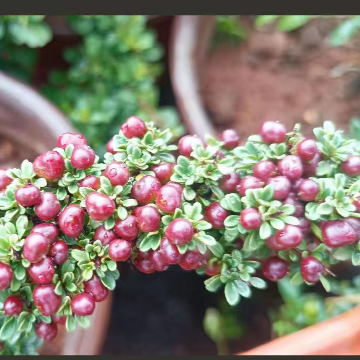 老鹰刺铁马鞭荀子清香木等生桩熟桩出售生桩有风险购买需谨慎