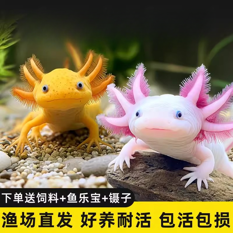 观赏网红鱼冷水鱼淡水好养易活水族宠物