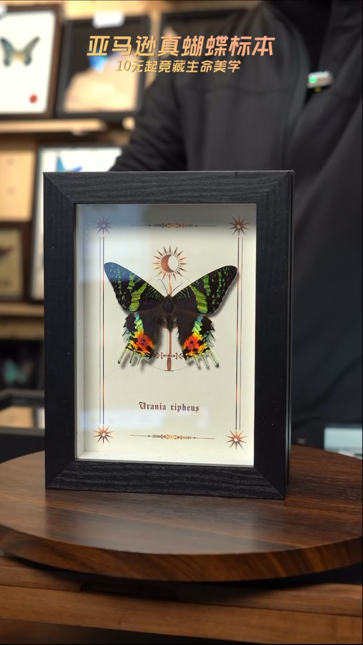 太阳蛾图腾款7寸竖框