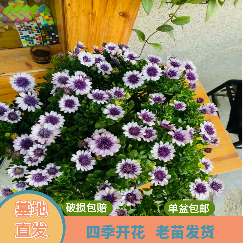 花川【蓝目菊】彩南飞万寿菊花苗盆栽地栽阳台庭院好养爆花多年生