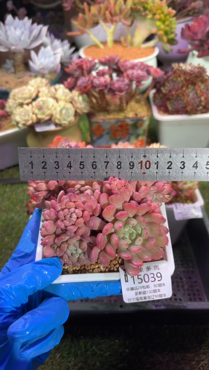 【闪购商品】15039