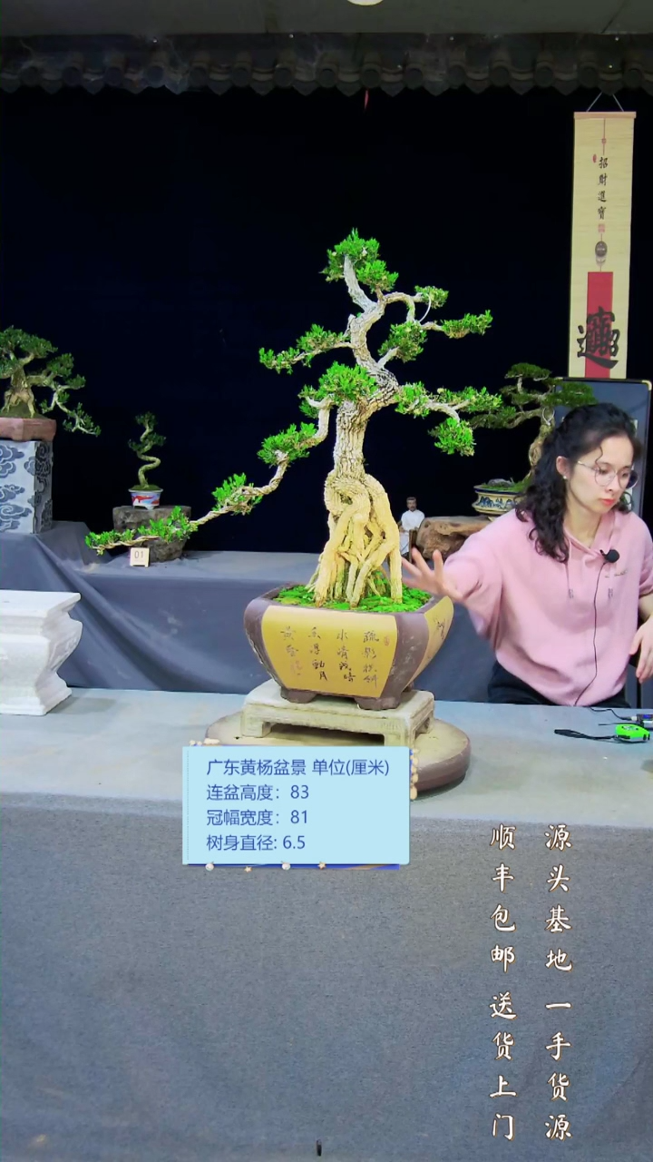 【闪购商品】雀舌黄杨盆景雀舌黄杨盆景