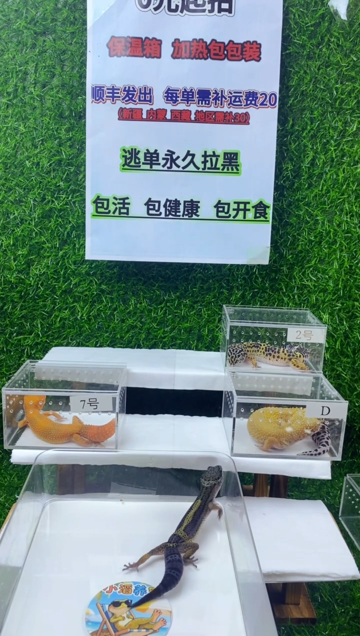 豹纹守宫豹纹守宫幼苗亚成体成体肥尾