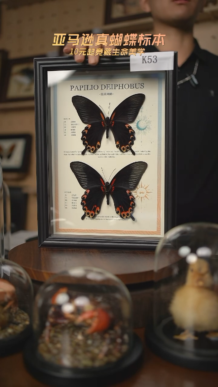 蝴蝶标本摆件拍卖k53