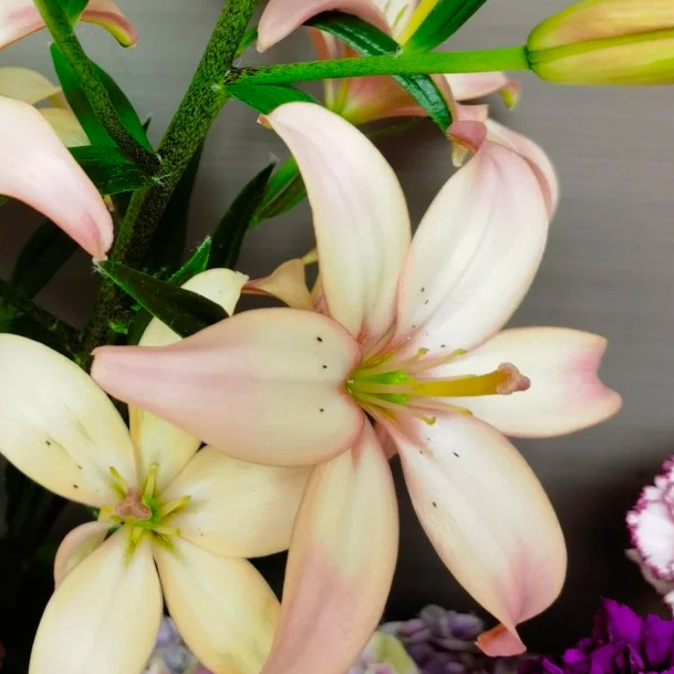 【520鲜花婵之语】 粉公主亚百合无香小花苞花型