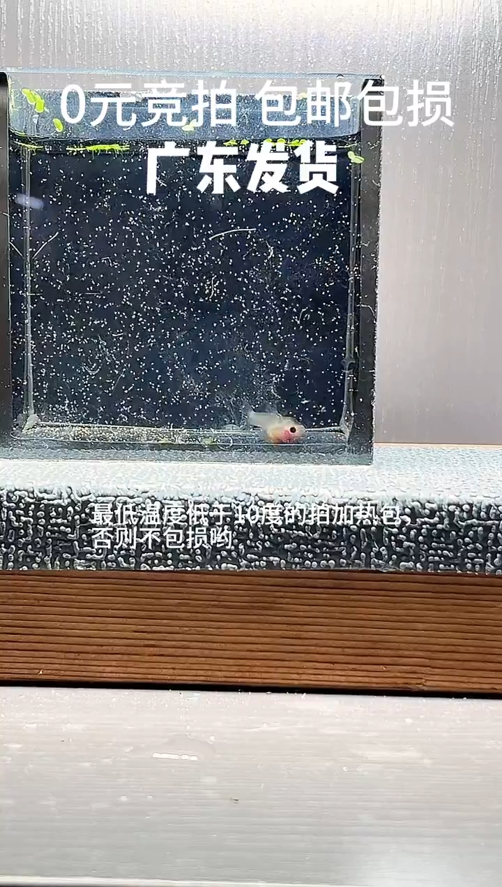 孔雀鱼蛇纹粉猫一对编号22