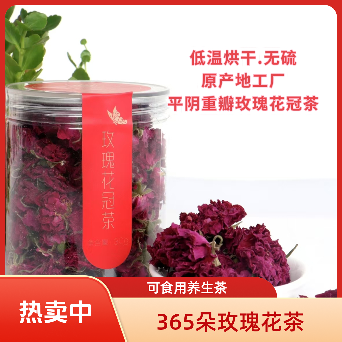 365朵玫瑰山东平阴重瓣头茬大朵花冠玫瑰花茶
