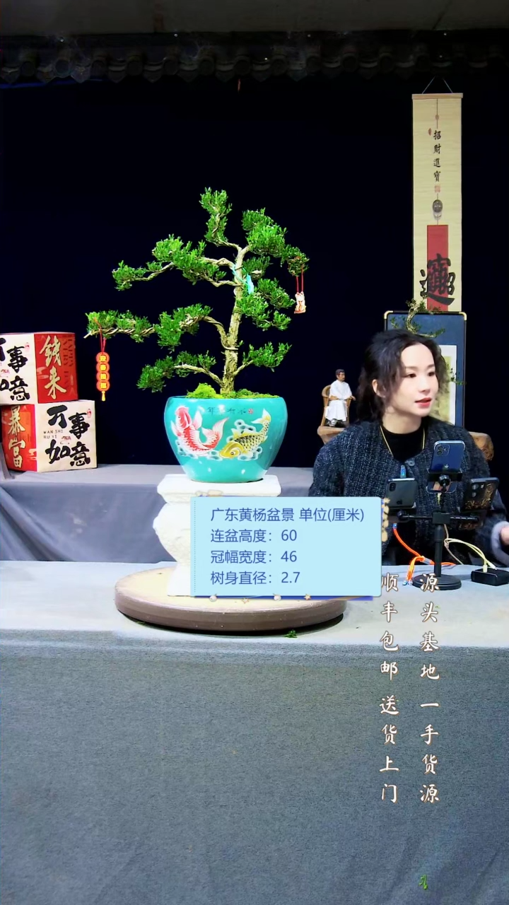 【闪购商品】雀舌黄杨盆景雀舌黄杨盆景