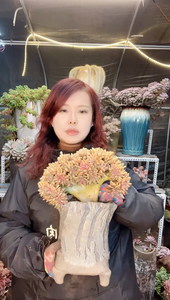 【闪购商品】淡雪缀化 一物一拍 脱土包邮