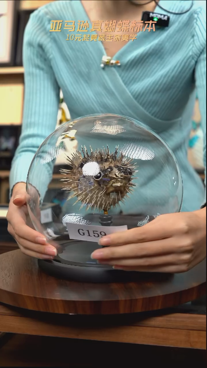 动物标本摆件竞拍g159