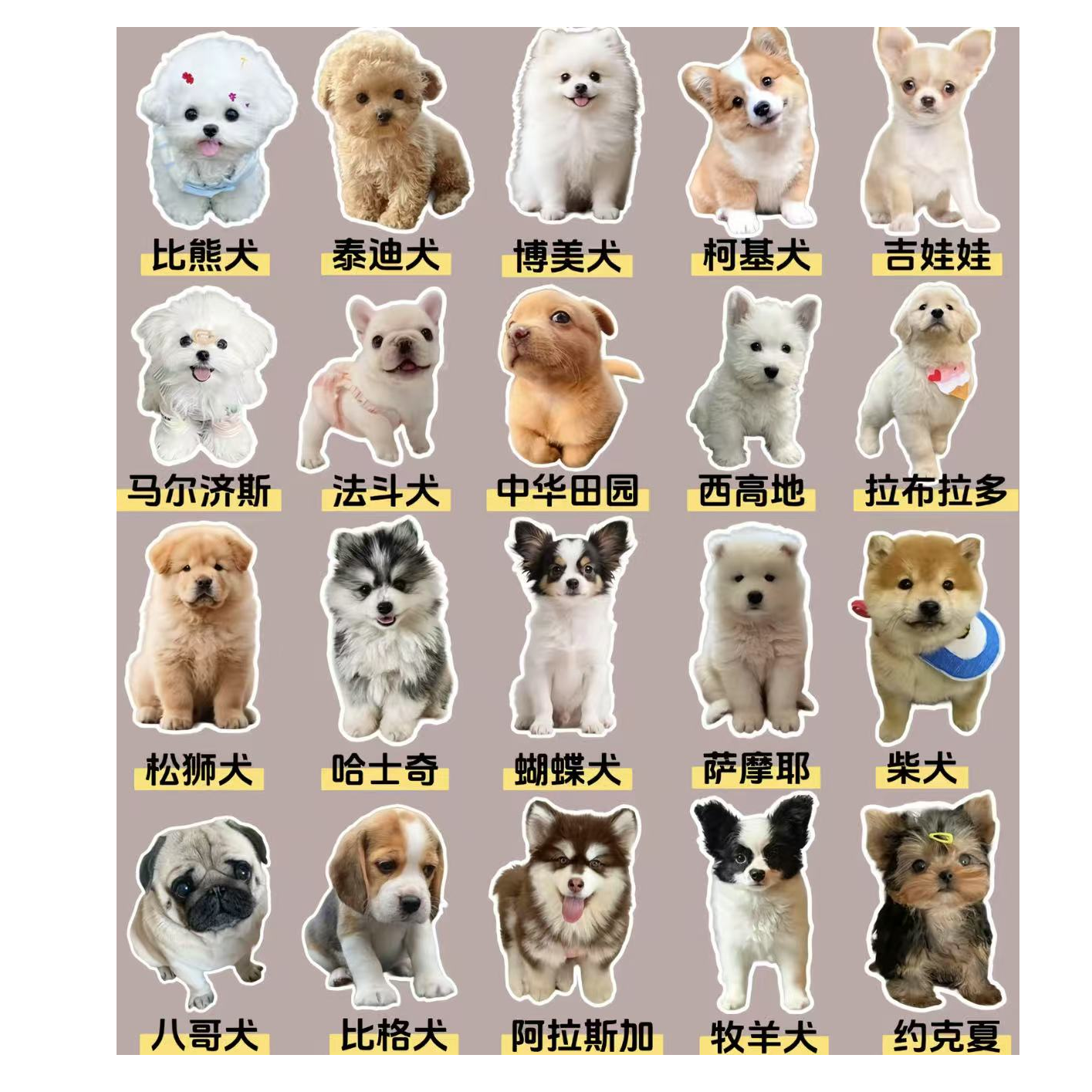 萌宝宠狗狗活体链接