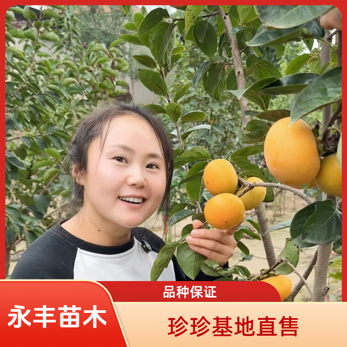 太丰甜柿苗  裸根苗（不包成活）