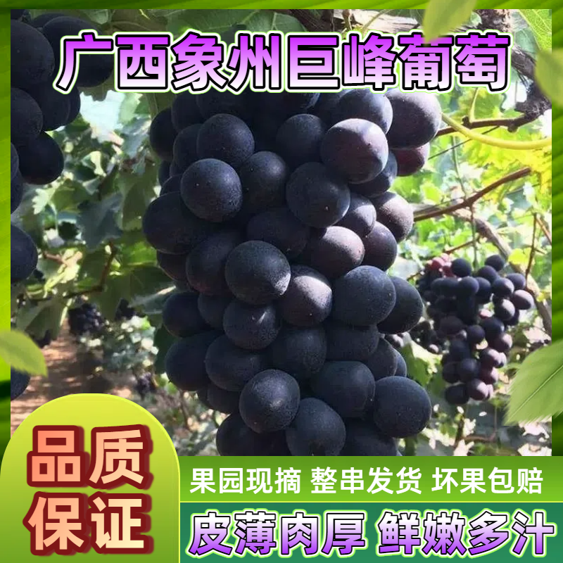 象州巨峰葡萄广西正宗当季现摘不是夏黑葡萄脆甜葡萄一箱