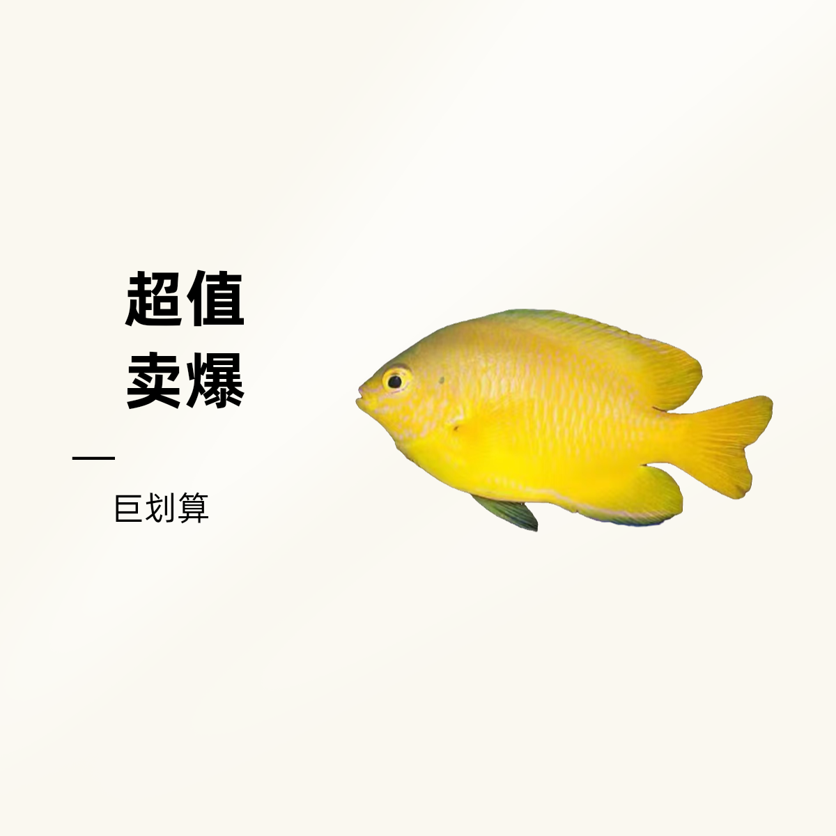 热带海水观赏鱼黄么两条链接报损需要扣除运费