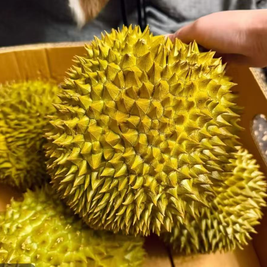 【精选AA大果】泰国进口自然树熟金枕鲜榴莲香甜软糯顺丰包邮7~10斤肉厚核小干包黄金枕泰国东部金枕泰国东部