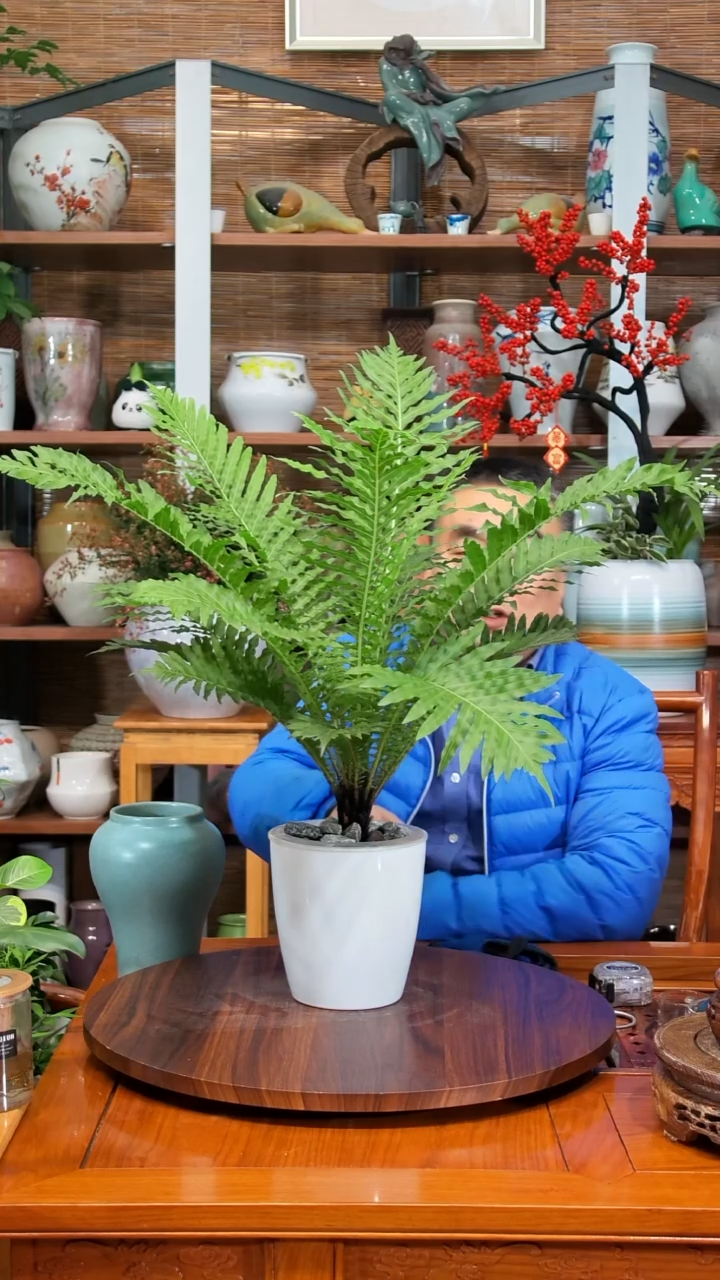 无花朵波**头水之韵水培富贵蕨不带瓶