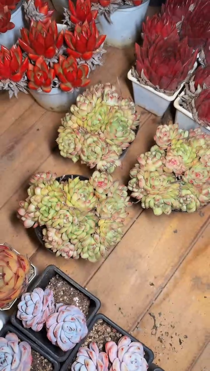 120#冰天使锦群（12-15cm）脱土