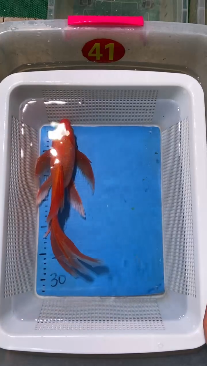 锦鲤锦鲤蝴蝶鲤鱼拍开箱视频包售后
