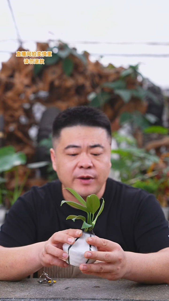 当前无花栽培后可以开花138麒麟尾+