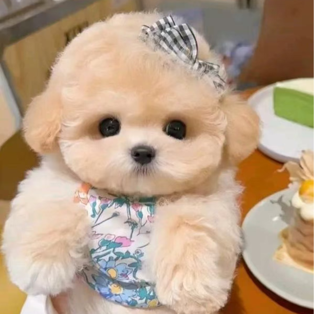 【鑫怡萌宠A】可爱幼犬宠物活体比熊 泰迪熊