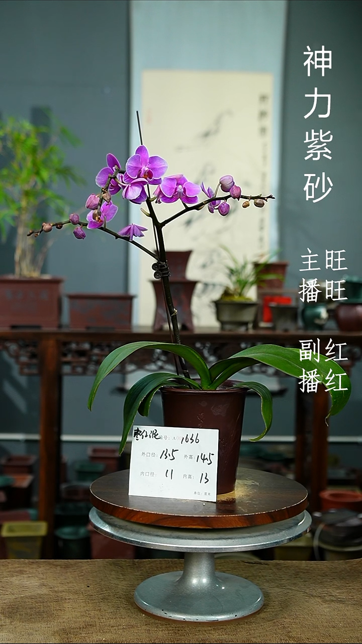 紫砂花盆1636 紫砂花盆紫砂