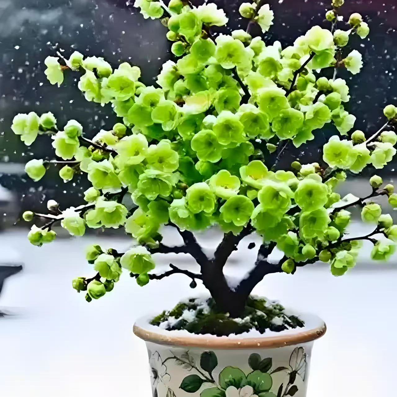  【原生】10年造型金钱绿鄂梅花耐寒耐旱室内外养殖带花芽花苞发货