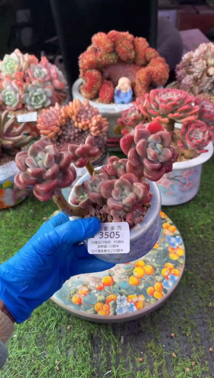 昆明印象多肉3505