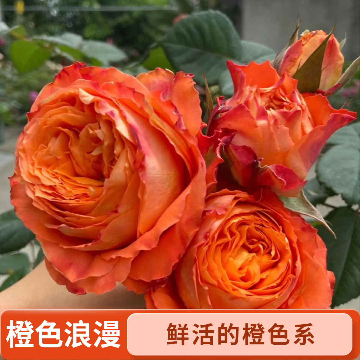 黑哥的花园橙色浪漫月季橙色渐变包子花多季开抗病强阳台盆栽首选