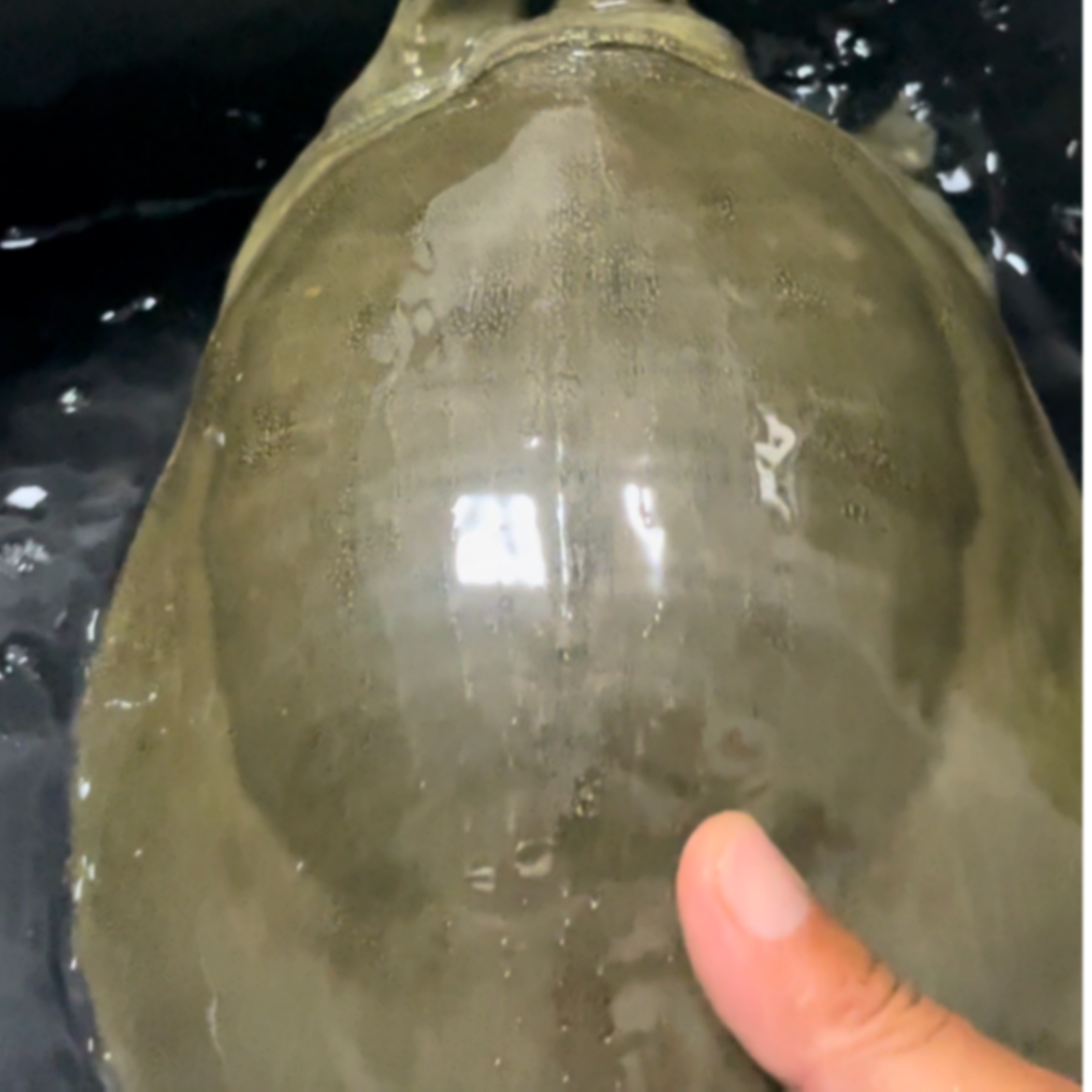 自抓自卖；纯天然野生甲鱼