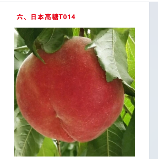 6、日本高糖 油桃 树喵