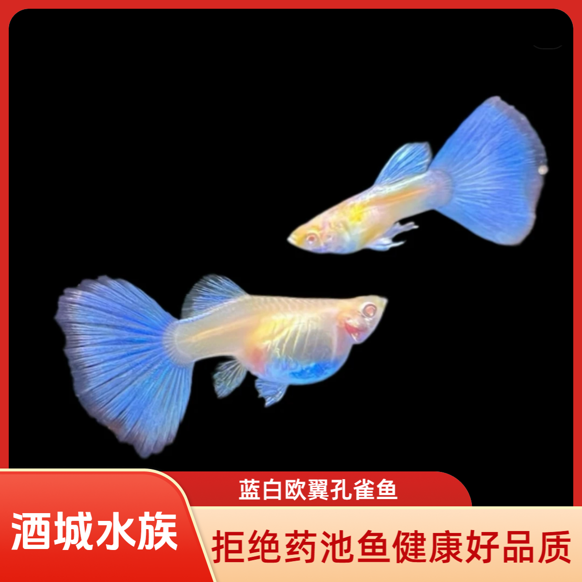 蓝白飞船 孔雀鱼